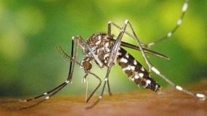 9097-Genetski-modifikovani-komarci-pusteni-u-prirodu