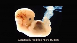 gmo-fetus-600x335